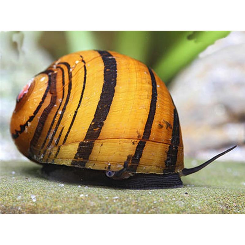 Neritina sp. ring - imagine 4